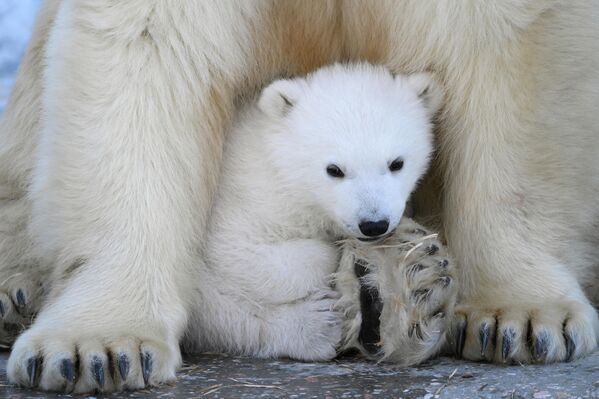 Поларни медведи Кај и Герда су први пут постали родитељи 2013. године - Sputnik Србија