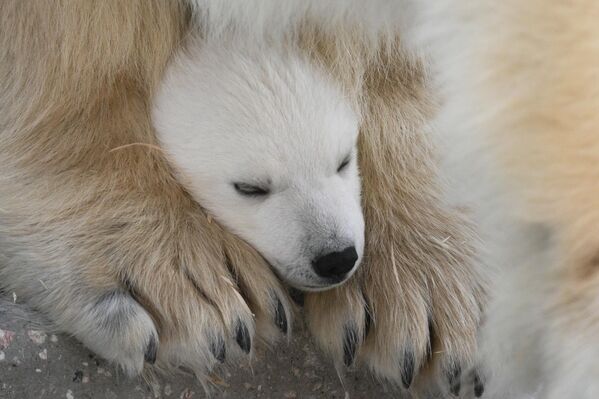 Младунчад поларних медведа рађају се слепа и беспомоћна, тешка само око 600 грама. Током првих неколико месеци, мајка никада не напушта младунче: Герда је први пут изашла по храну 26. фебруара, иако је младунче рођено 7. децембра. - Sputnik Србија