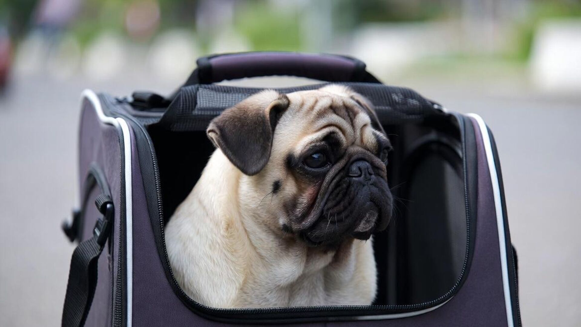 пас - Sputnik Србија, 1920, 04.04.2026