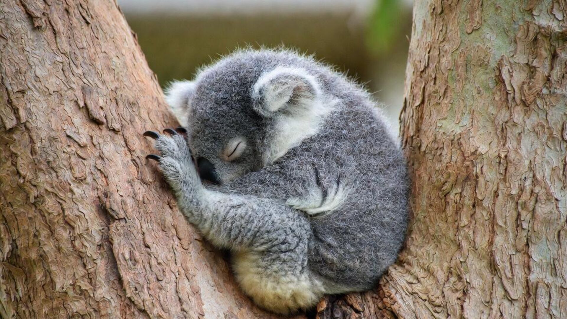 коала - Sputnik Србија, 1920, 05.04.2026