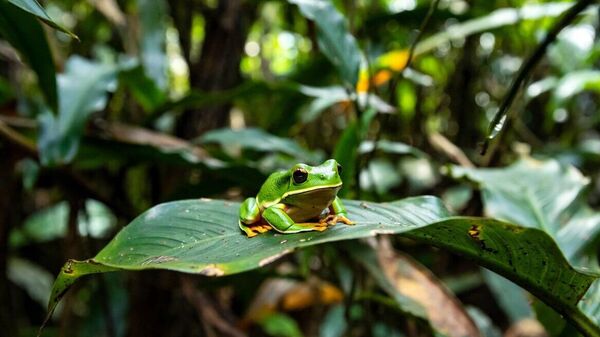 Жаба - Sputnik Србија