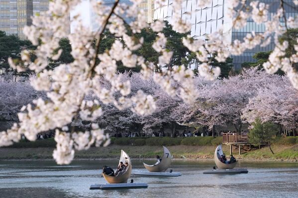 Људи се возе чамцима поред трешања у пуном цвету у парку у Сеулу, Јужна Кореја, у недељу, 5. априла 2026. године. - Sputnik Србија
