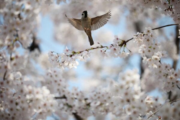Врабац међу расцветалим цветовима трешње у Сеулу, Јужна Кореја, 2. априла 2026. године. - Sputnik Србија