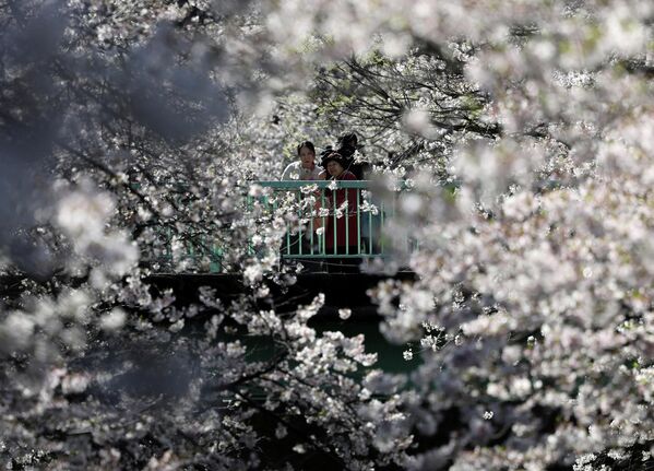 Људи посматрају трешње на крају њихове сезоне пуног цветања са моста у Токију, Јапан, 2. априла 2026. године. - Sputnik Србија