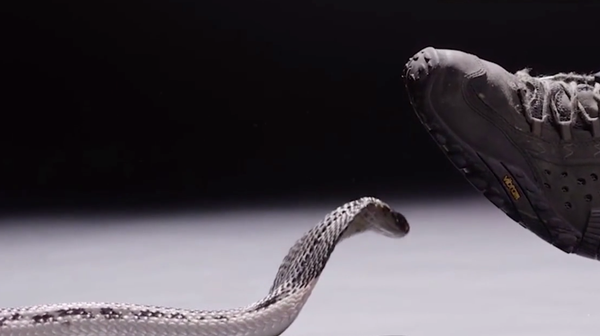 Змије и крокодили у служби заштите државне границе
 - Sputnik Србија