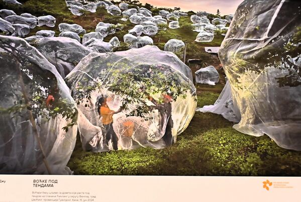 У категорији „Моја планета“, најпопуларнијој међу учесницима конкурса, жири је одабрао фотографију „Воћке под шаторима“ Менгдан Жуа из Кине, која приказује живот пољопривредника који подижу шаторе изнад шљива како би их заштитили од екстремних временских услова. - Sputnik Србија