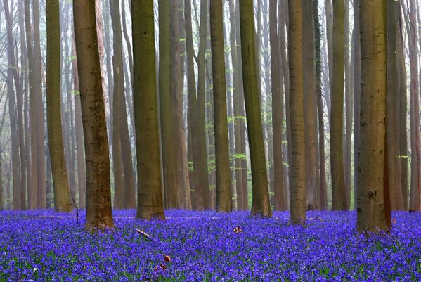 Плава шума је један од најфасцинантнијих природних феномена у Белгији. - Sputnik Србија