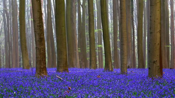 Cvetenie dikih kolokolьčikov v Golubom lesu Belьgii - Sputnik Srbija
