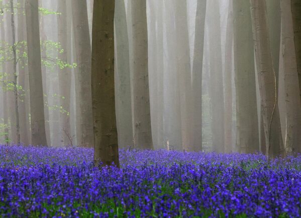 Дивљи зумбули (звончићи), који цветају око средине априла, фарбају шумско тло у плаву боју формирајући цветни тепих у Халербосу. - Sputnik Србија