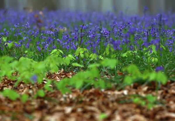 Феномен “плавих шума” није реткост у Европи, али Халербос се издваја због јединствене густине и лепоте својих цветова. - Sputnik Србија