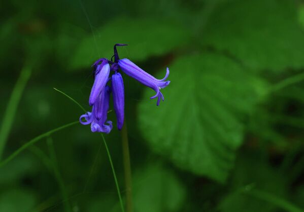 Док букове шуме почињу да листају, млади листови пропуштају довољно сунчеве светлости до тла, што омогућава дивљим зумбулима да истовремено процветају у нијансама плаве и љубичасте. - Sputnik Србија