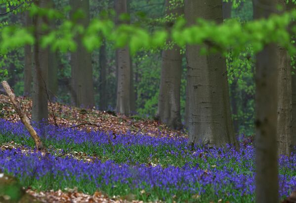 Рано ујутру, када се магла помеша са плаветнилом цвећа и свежим зеленим лишћем, шума изгледа као из бајке, због чега је изузетно популарна међу фотографима. - Sputnik Србија