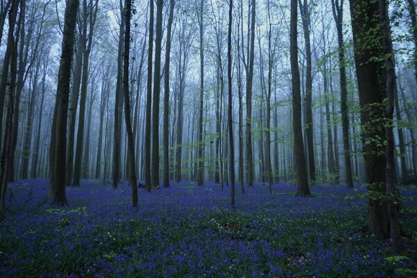 Халербос се налази у Халеу, у близини Брисела, што ову шуму чини приступачном за посетиоце.  - Sputnik Србија