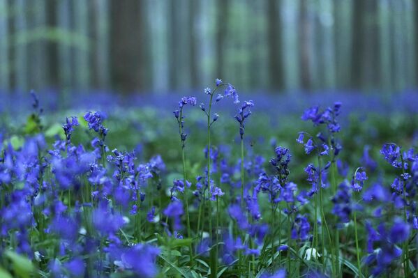 Најбољи тренутак за посету овој чудесној шуми је обично друга половина априла и почетак маја. Тачан термин варира сваке године у зависности од временских услова. - Sputnik Србија