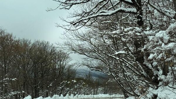 Trassa v Tianeti v storonu lesa Sabuduri v snegu v aprele  - Sputnik Srbija