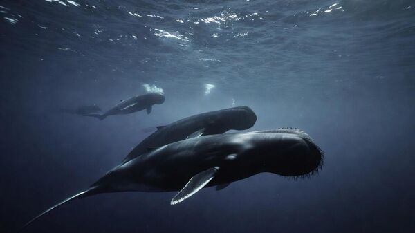 kitovi ulješure - Sputnik Srbija