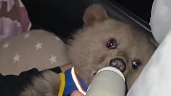 Tromesečno meče spasili volonteri u Severnoj Osetiji - Sputnik Srbija