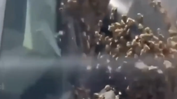 Desetine hiljada pčela preplavilo Izrael - Sputnik Srbija