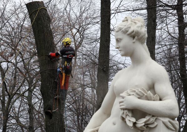 У припреми за отварање баште након сушења, стручњаци су такође уклонили старе и болесне гране дрвећа како би сачували лепоту стаза и осигурали безбедност посетилаца. - Sputnik Србија