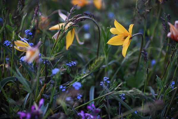 Cveće na planini. - Sputnik Srbija