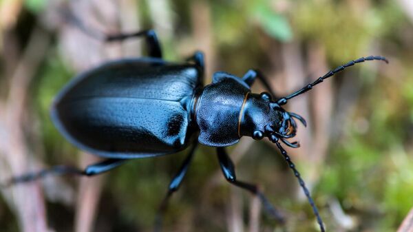 Велики љубичасти трчуљак, илустрација - Sputnik Србија