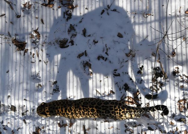 Далекоисточни леопард у Приморском сафари-парку. - Sputnik Србија