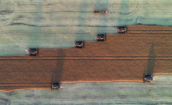 Жетва уљане репице на пољу акционарског друштва „Солгон“ у околини насеља Талники у Ужурском рејону Краснојарског краја. - Sputnik Србија