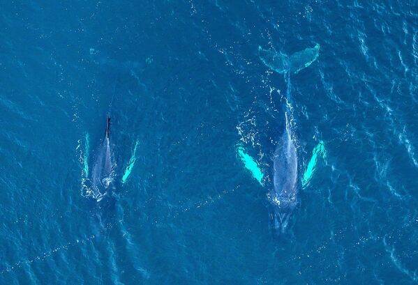 Грбави китови код обале Териберке у Мурманској области. - Sputnik Србија