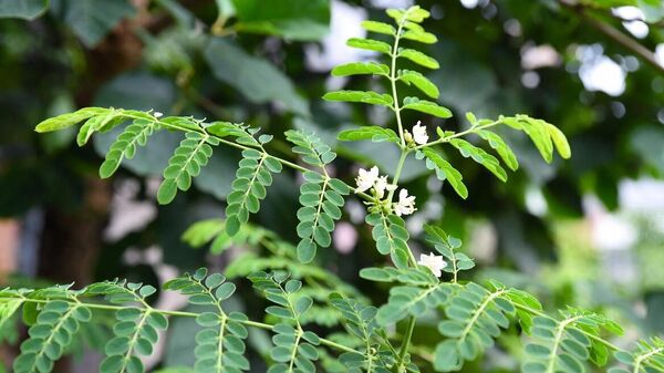 биљка моринга - Sputnik Србија