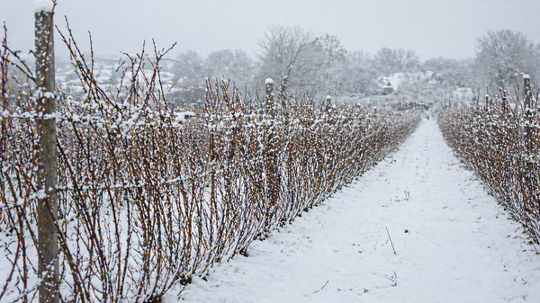 Малињак под снегом  - Sputnik Србија