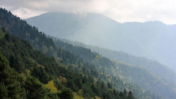 шуме - Sputnik Србија