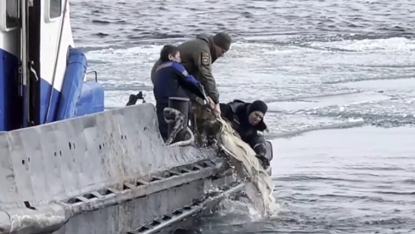 Спасена бременита срна на језеру Бајкал - Sputnik Србија