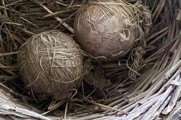 Pređa neolitske domaćice - Sputnik Srbija