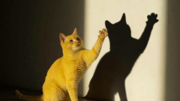 Игра сенки на мачји начин /видео/