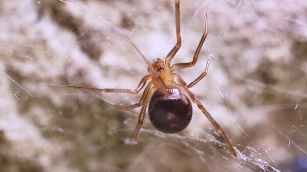 Паук лажна црна удовица - Sputnik Србија