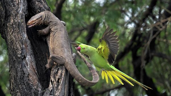 Снимок Parakeet biting Monitor lizard фотографа Hira Punjabi, занявший 2 место в категории Forests в конкурсе Environmental Photography Award 2026 - Sputnik Србија
