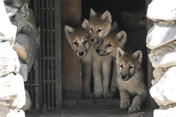 Mladunci polarnih vukova u volijeri Novosibirskog zoološkog vrta „Šilo“. Dana 13. aprila 2026. godine u porodici polarnih vukova na svet je došlo pet mladunaca – dva mužjaka i tri ženke. - Sputnik Srbija