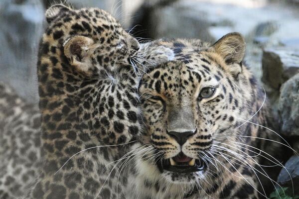 Mladunče dalekoistočnog leoparda u volijeri Novosibirskog zoološkog vrta „Šilo“. Ženka Hilari i mužjak Dava dobili su tri mladunčeta, koja su se okotila 20. aprila 2026. godine. - Sputnik Srbija