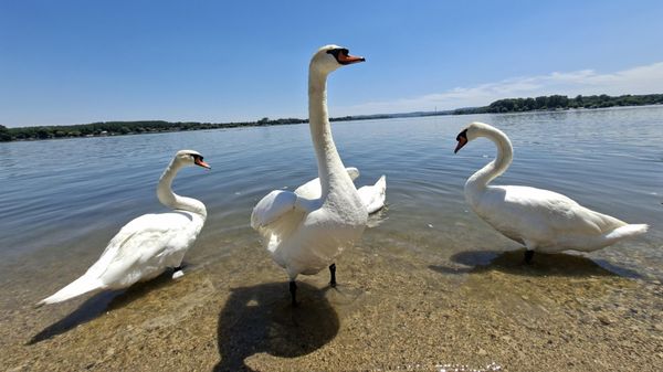 Umesto hleba, peciva i kokica, zemunskim lepotanima je pametnije davati žitarice u zrnu, poput pšenice, kukuruza ili ovsa - Sputnik Srbija
