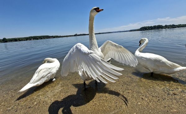 Ljubitelji ptica apeluje na građane da odgovornim ponašanjem doprinesu očuvanju ovih veličanstvenih simbola Zemunskog keja - Sputnik Srbija