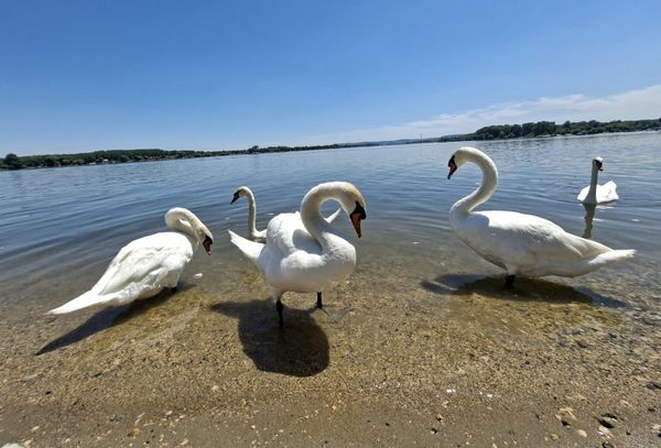 Zemunski lepotani pripadaju vrsti koju nazivaju Labud grbac. Ovi labudovi imaju belo perje, crne noge i narandžasto-crveni kljun sa crnom kvrgom iznad njega. Zbog toga se ova vrsta labuda naziva "grbac" - Sputnik Srbija