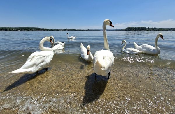 Spas od visokih temperatura mnogi će potražiti u šetnji pored Dunava uživajući u druženju sa  nezaobilaznom atrakcijom Zemunskog keja- labudovima - Sputnik Srbija