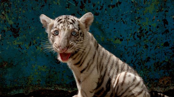 Belый bengalьskiй tigrenok v Nacionalьnom zooparke Kubы - Sputnik Srbija