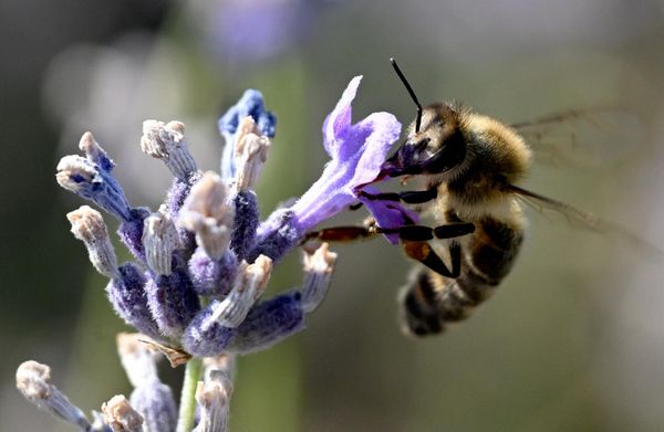 Lavanda pripada porodici aromatičnih biljaka. - Sputnik Srbija