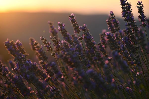 Lavanda na Krimu cveta od sredine juna do kraja avgusta. - Sputnik Srbija