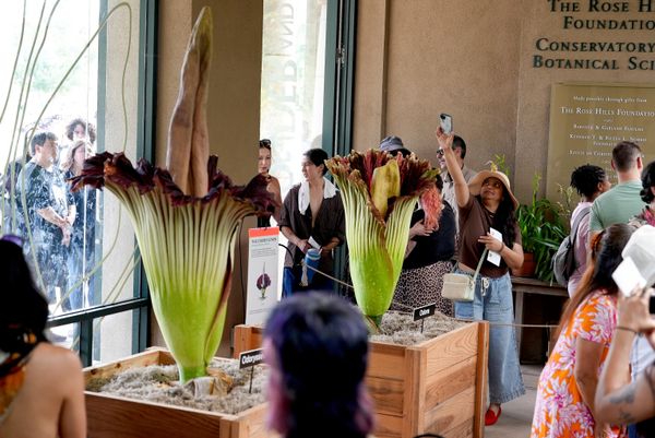 Титански арум (лат.Amorphophallus titanum) је цветница из породице козлаца (Araceae).   - Sputnik Србија