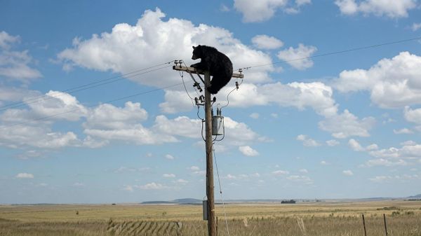 Medved na telefonskom stubu - Sputnik Srbija
