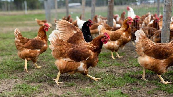 Органска производња јаја двоструко штетнија за животну средину од класичног узгоја