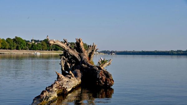 Dunav, nizak vodostaj - Sputnik Srbija
