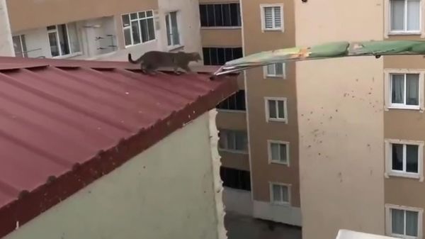 Spasavanje mačke na krovu - Sputnik Srbija